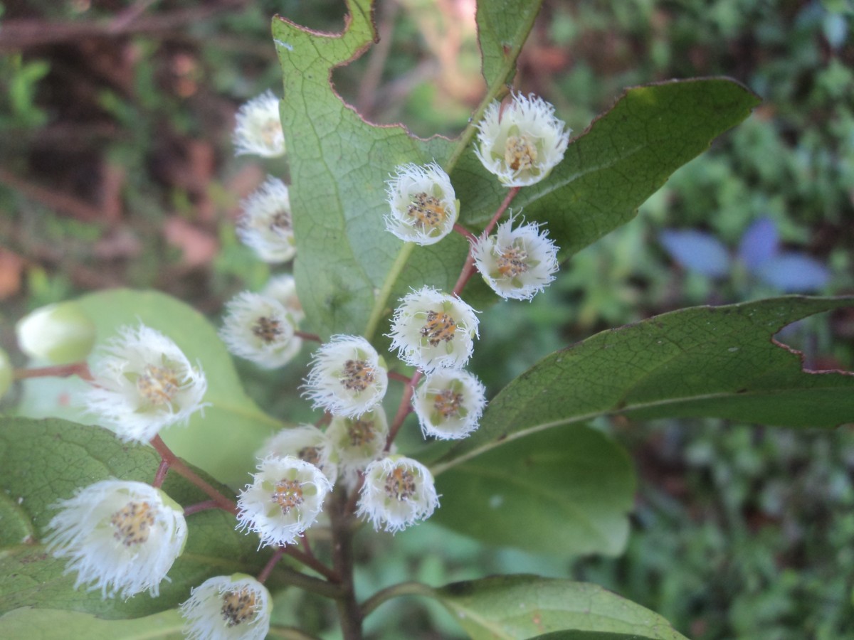 Elaeocarpus serratus L.